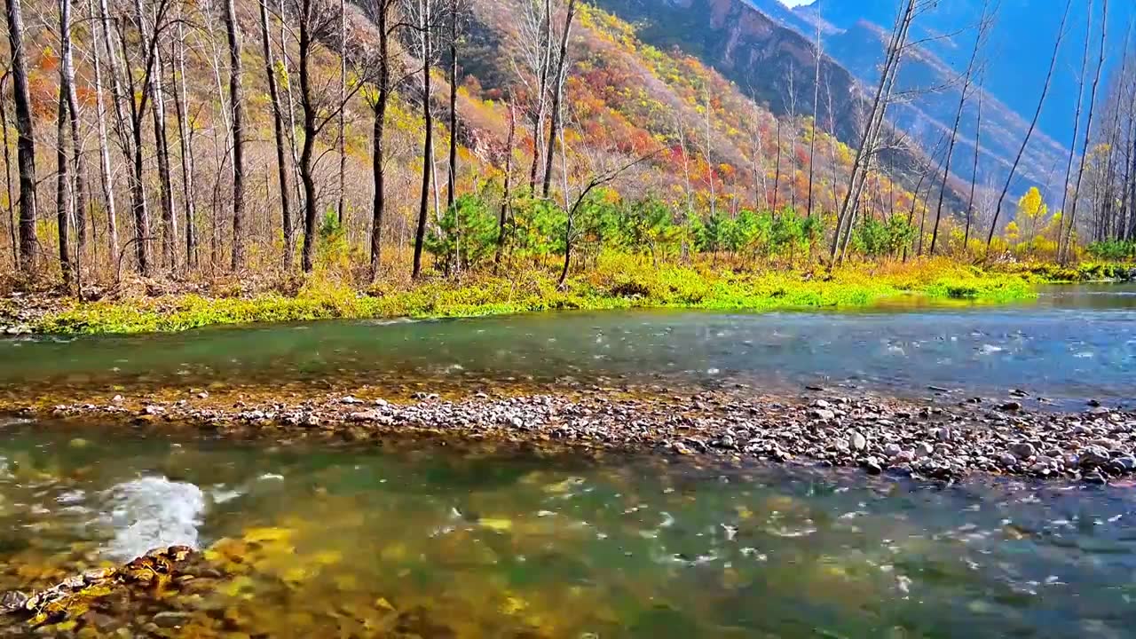 北京延庆秋天的百里画廊白河流水彩色绿植风景空镜视频素材