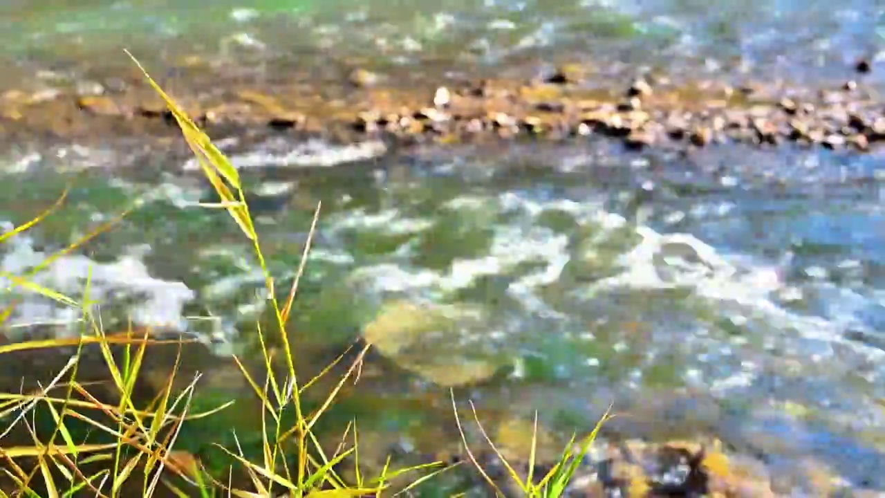 北京延庆秋天的百里画廊白河流水彩色绿植风景空镜视频素材