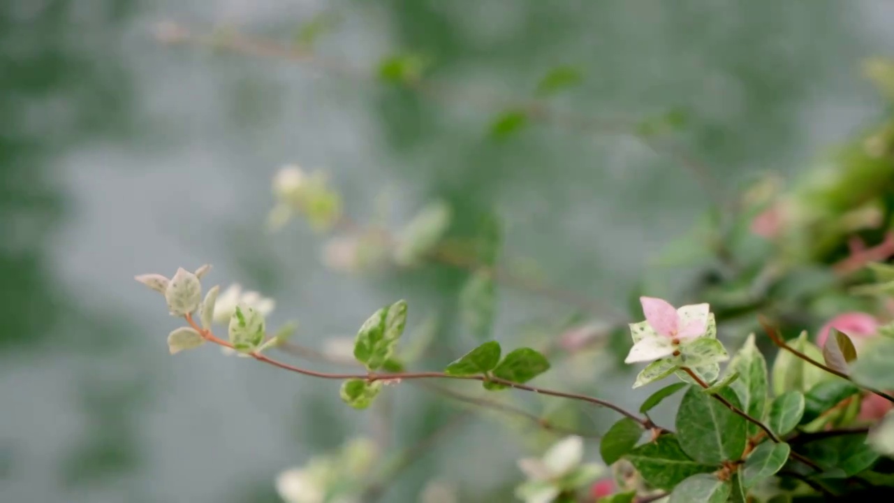 绿色绿植空镜头植物特写慢动作宁静清新自然视频下载