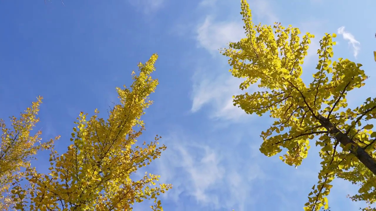 秋天公园金黄色的银杏林，自然风景背景天空树叶子立秋霜降视频素材