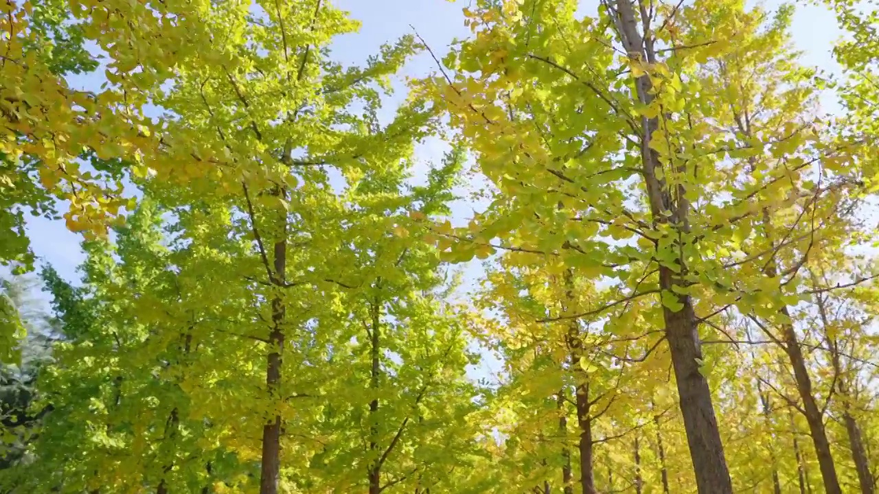 秋天公园金黄色的银杏林，自然风景背景天空树叶子立秋霜降视频素材