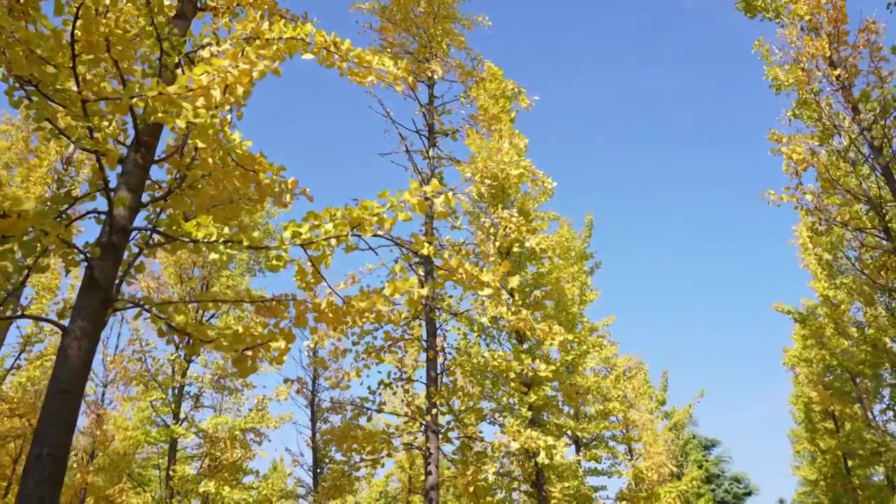 秋天公园金黄色的银杏林，自然风景背景天空树叶子立秋霜降视频素材