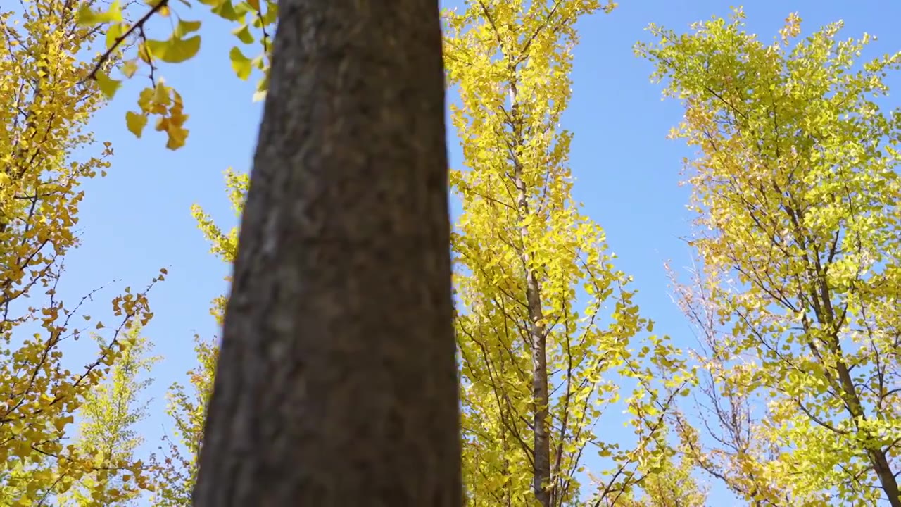 秋天公园金黄色的银杏林，自然风景背景天空树叶子立秋霜降视频素材