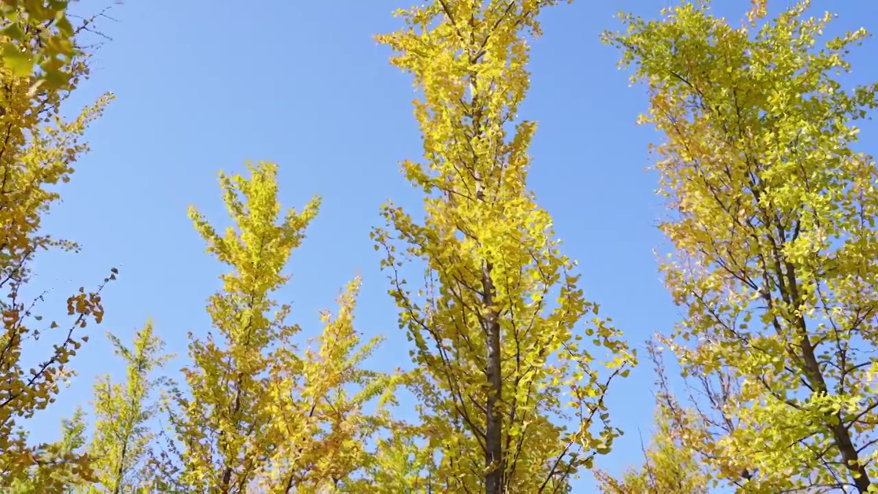 秋天公园金黄色的银杏林，自然风景背景天空树叶子立秋霜降视频素材