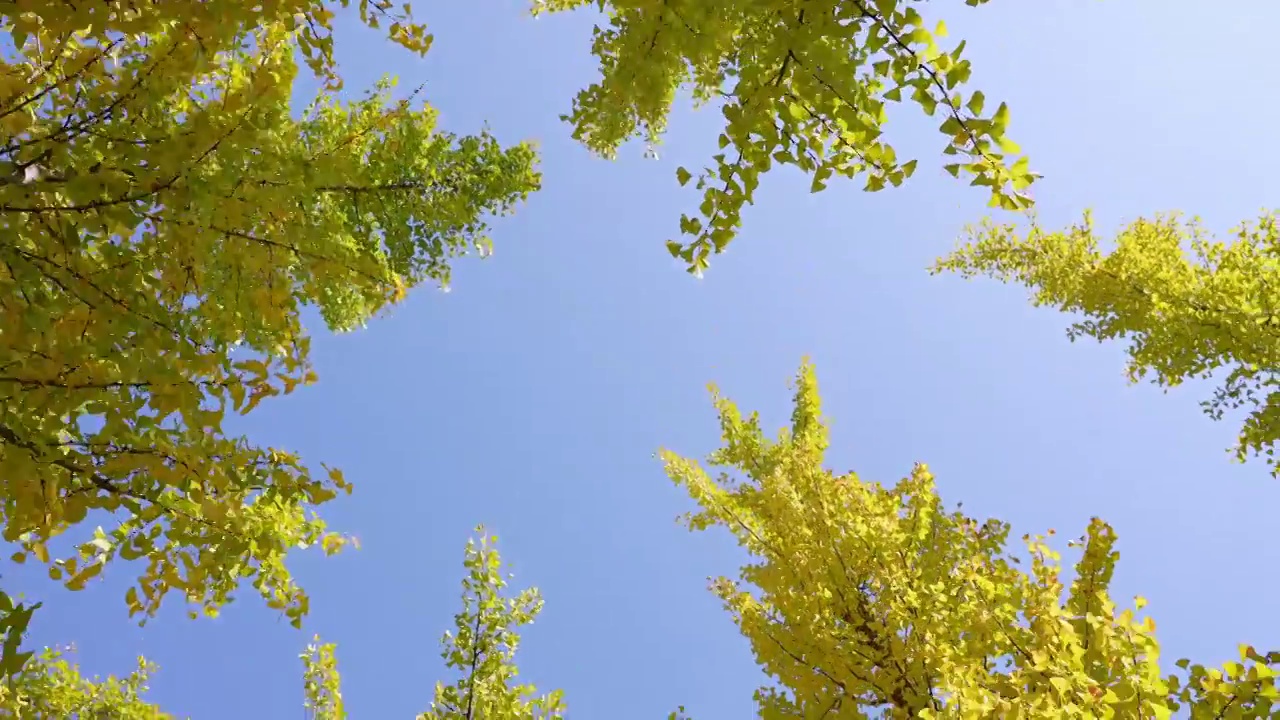 秋天公园金黄色的银杏林，自然风景背景天空树叶子立秋霜降视频素材