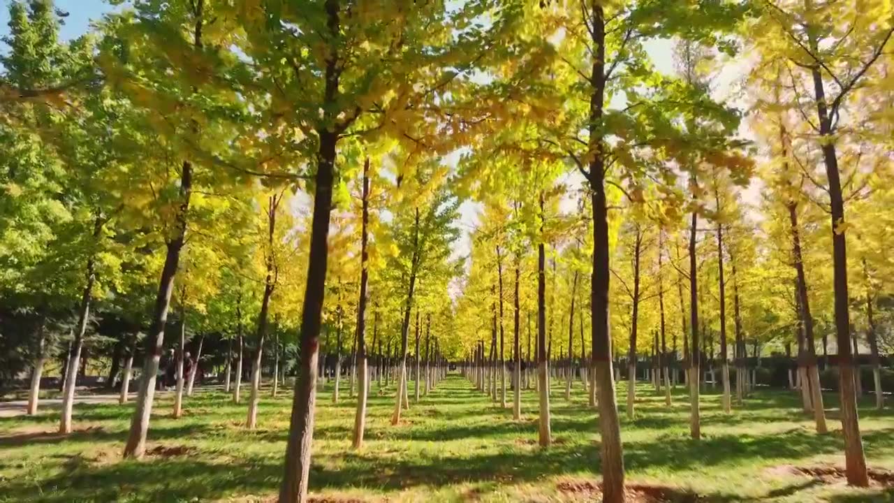 秋天公园金黄色的银杏林，自然风景背景天空树叶子立秋霜降视频素材