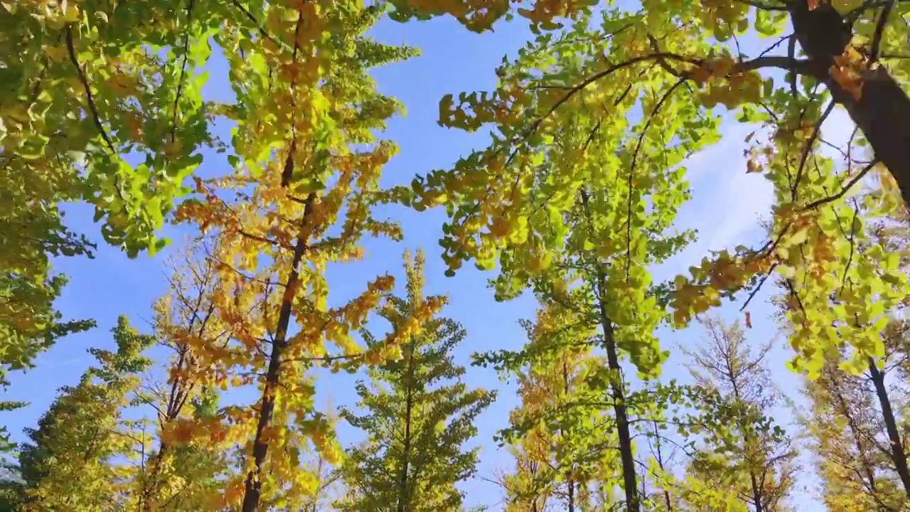 秋天公园金黄色的银杏林，自然风景背景天空树叶子立秋霜降视频素材