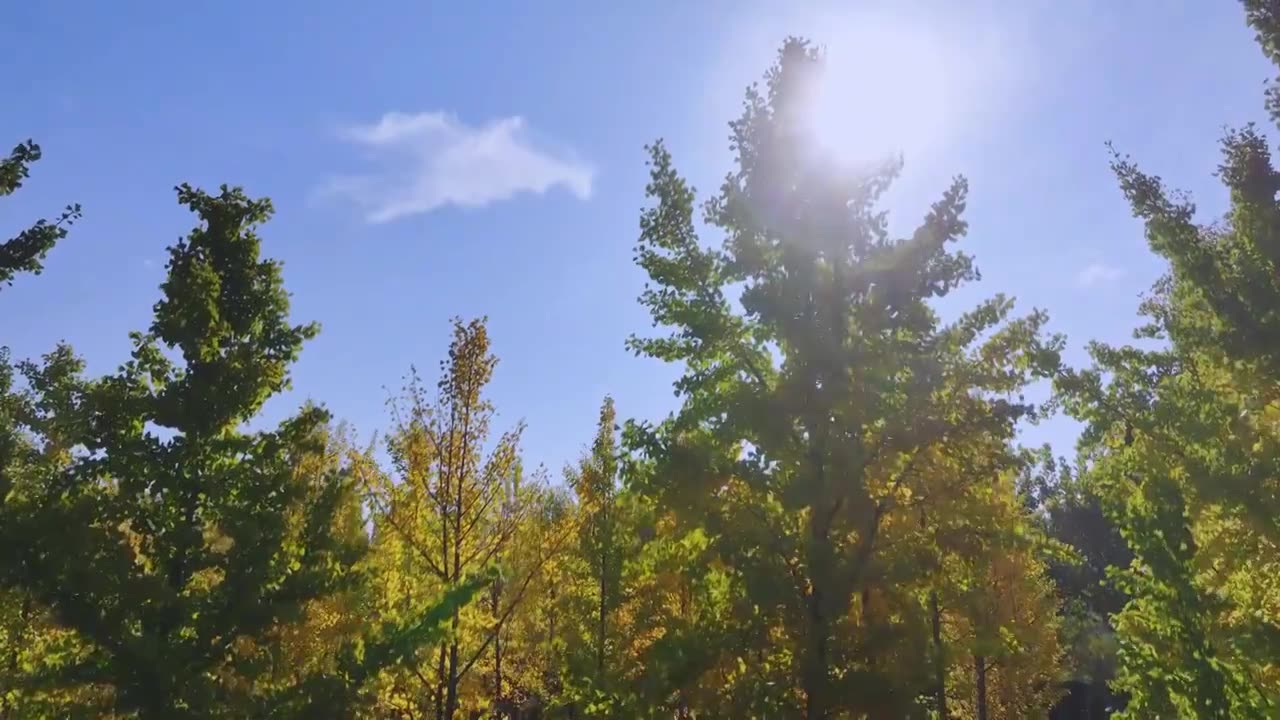 秋天公园金黄色的银杏林，自然风景背景天空树叶子立秋霜降视频素材