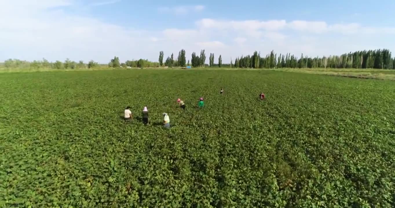 新疆棉花长绒棉视频素材