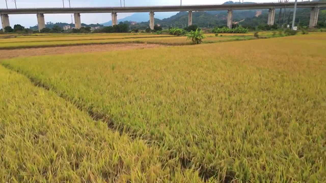 稻田与高铁视频素材