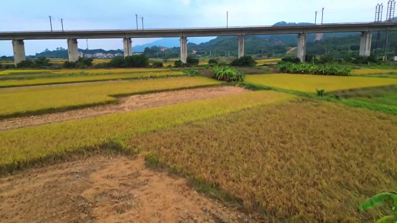 稻田与高铁视频素材