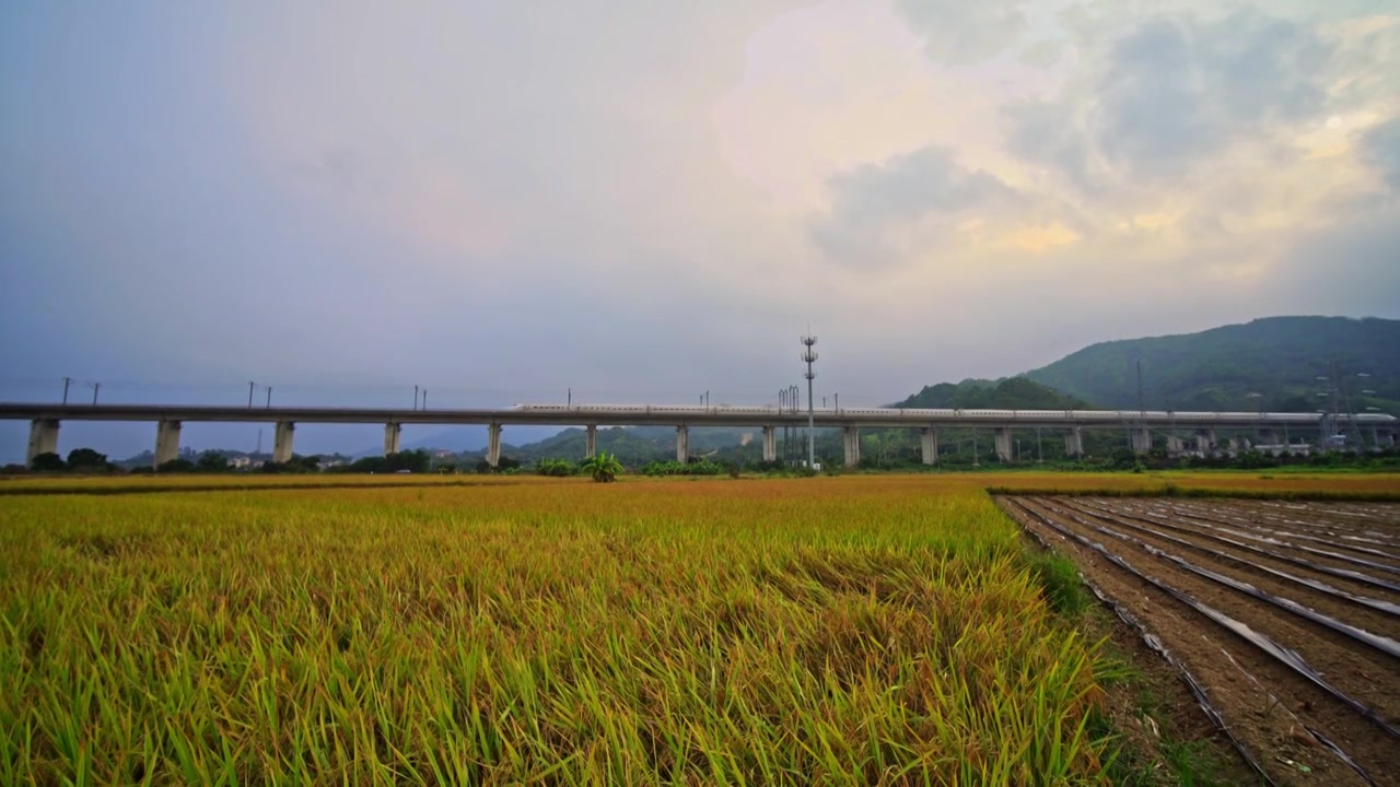 稻田与高铁视频素材