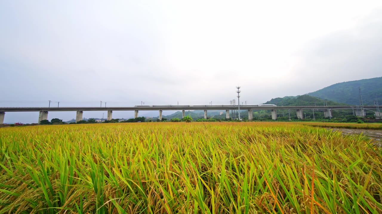 稻田与高铁视频素材