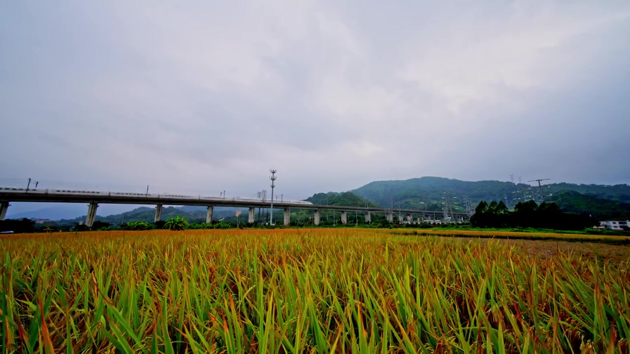 稻田与高铁视频素材