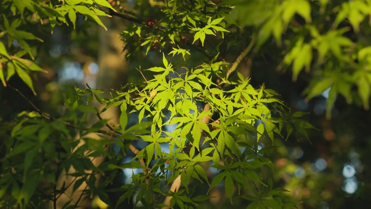 阳光透过树林照射在树叶上视频素材