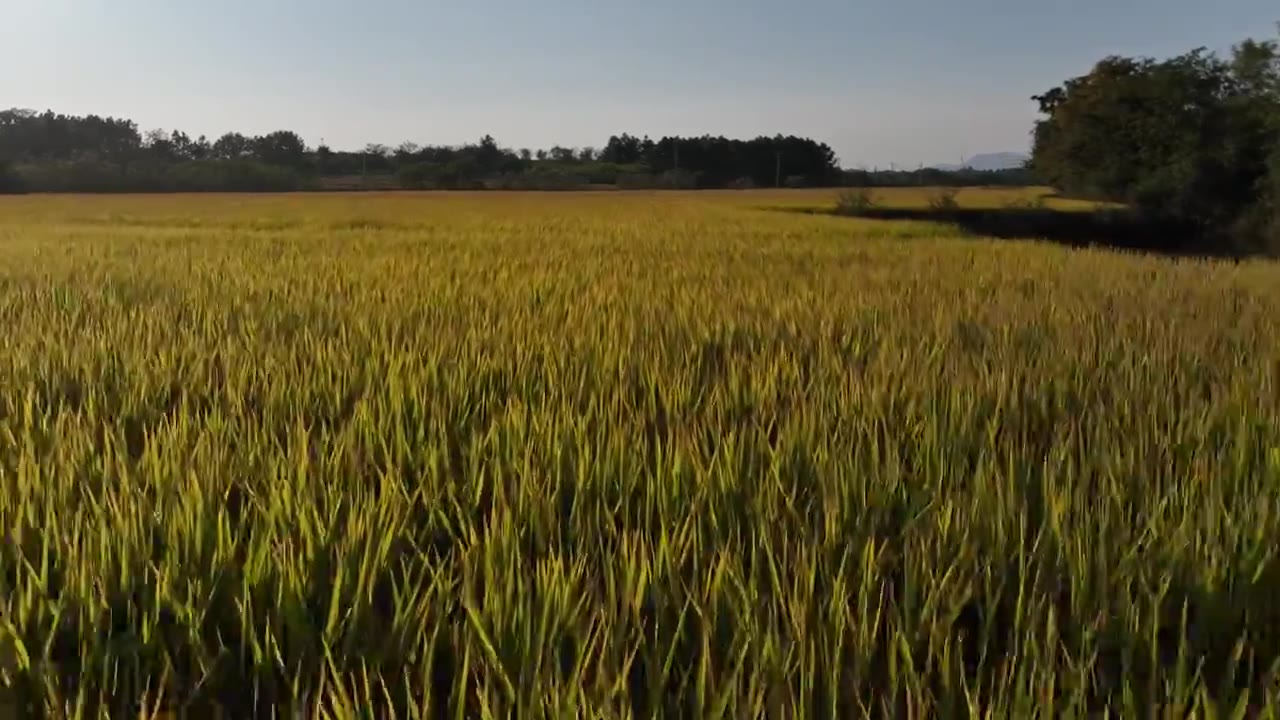 成熟的水稻视频素材