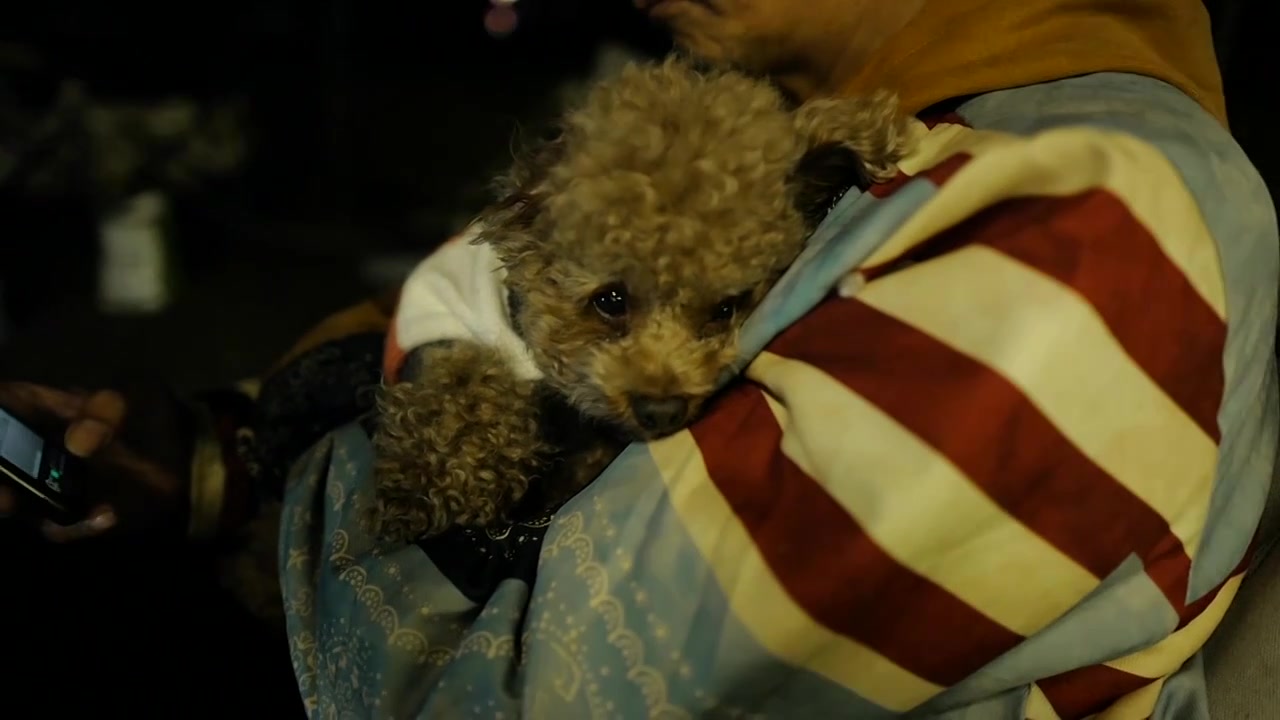 夜晚露营主人怀中的宠物泰迪视频素材