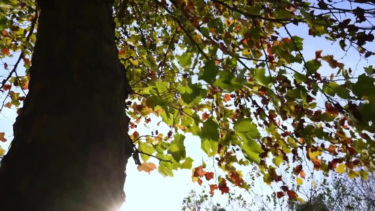 自然风景背景天空树叶子阳光，秋天秋风霜降留白，法桐树枝色彩斑斓随风摆动视频素材