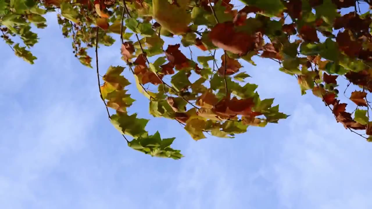 自然风景背景天空树叶子阳光，秋天秋风霜降留白，法桐树枝色彩斑斓随风摆动视频素材