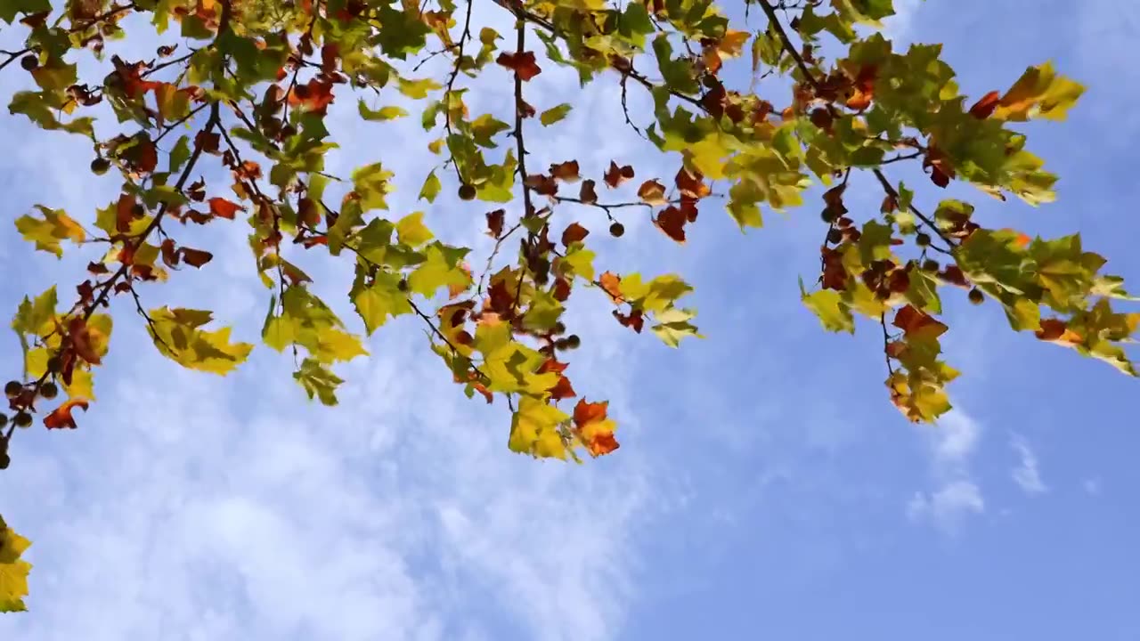 自然风景背景天空树叶子阳光，秋天秋风霜降留白，法桐树枝色彩斑斓随风摆动视频素材