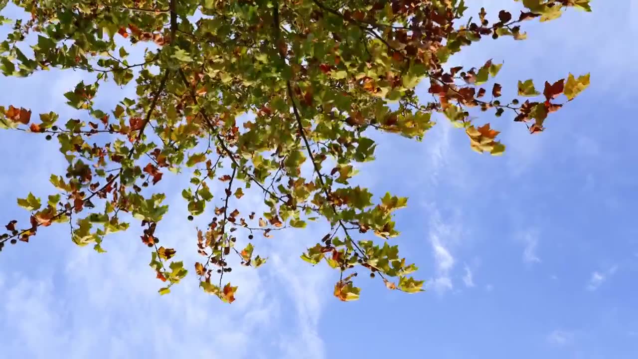 自然风景背景天空树叶子阳光，秋天秋风霜降留白，法桐树枝色彩斑斓随风摆动视频素材