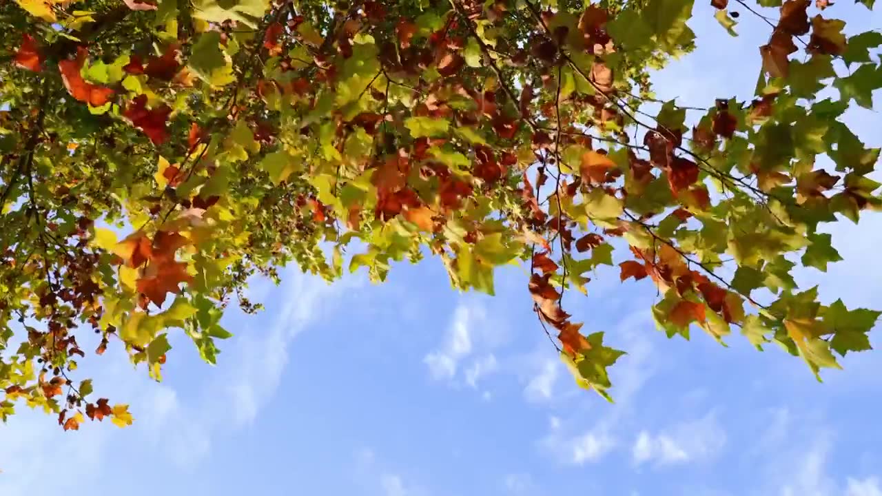 自然风景背景天空树叶子阳光，秋天秋风霜降留白，法桐树枝色彩斑斓随风摆动视频素材