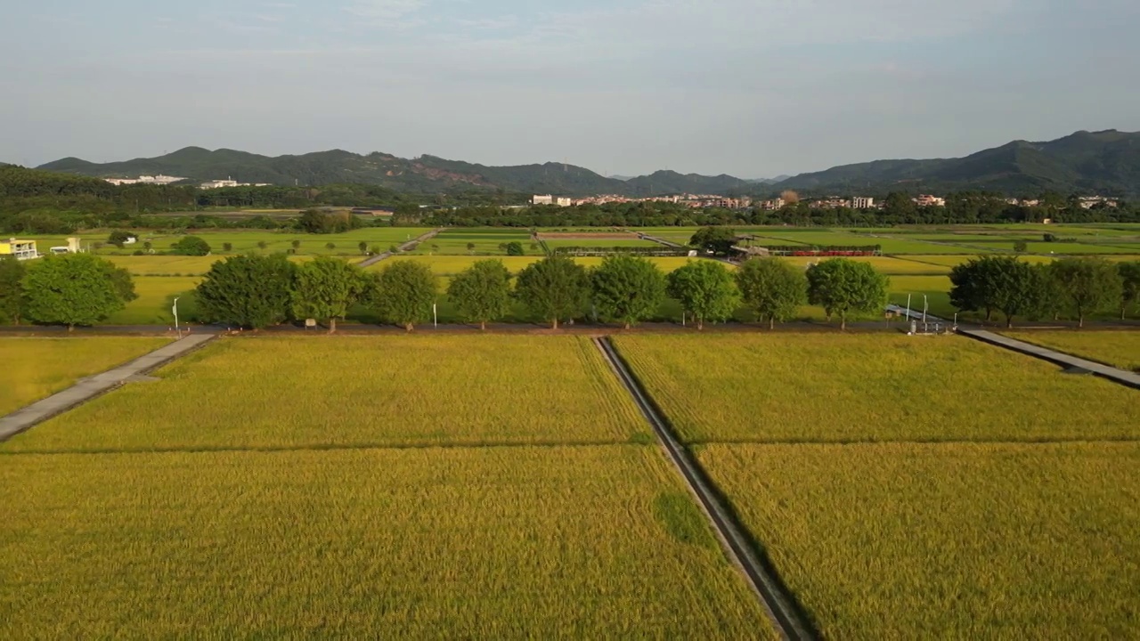 广州增城朱村丝苗米稻田公园视频素材