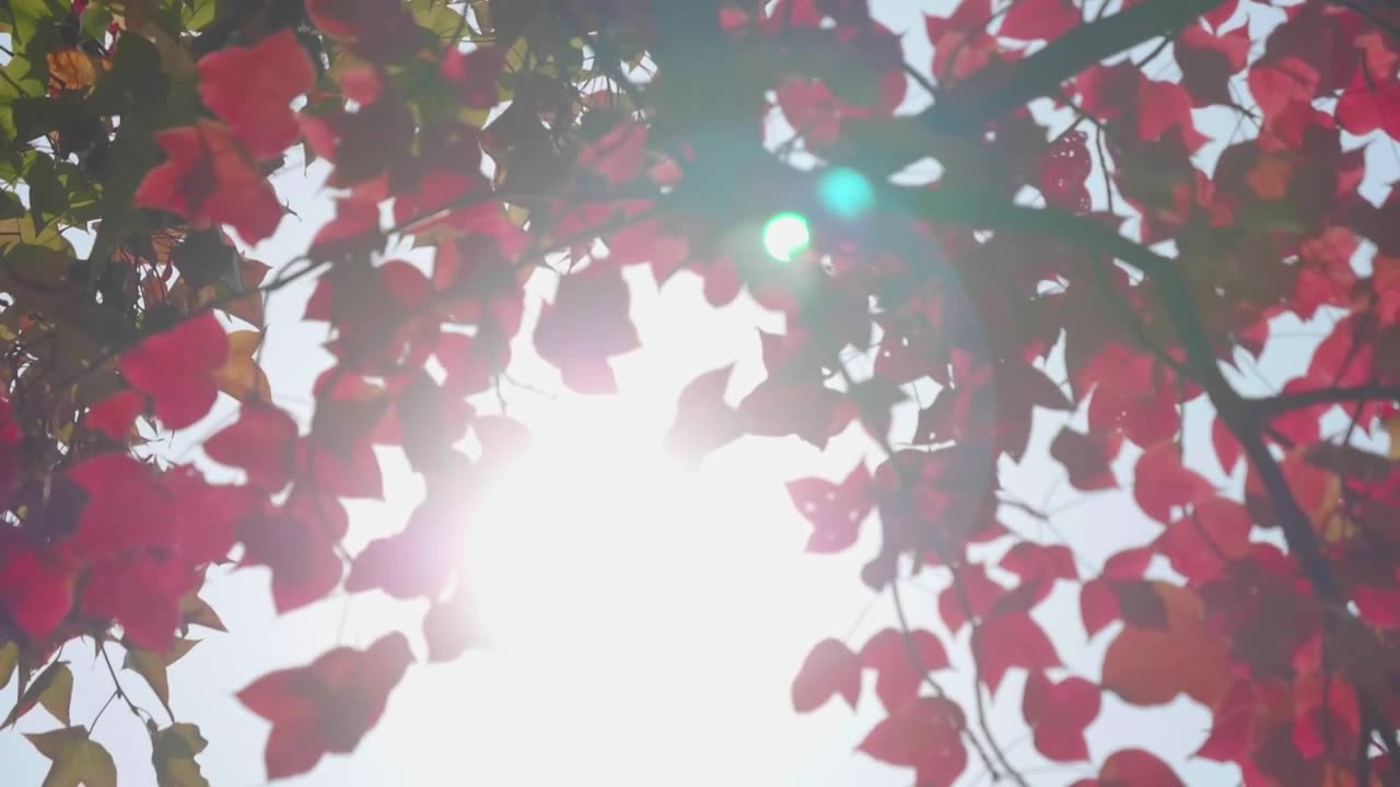 秋天的阳光穿过红叶风吹枫叶特写摇曳升格慢镜视频素材