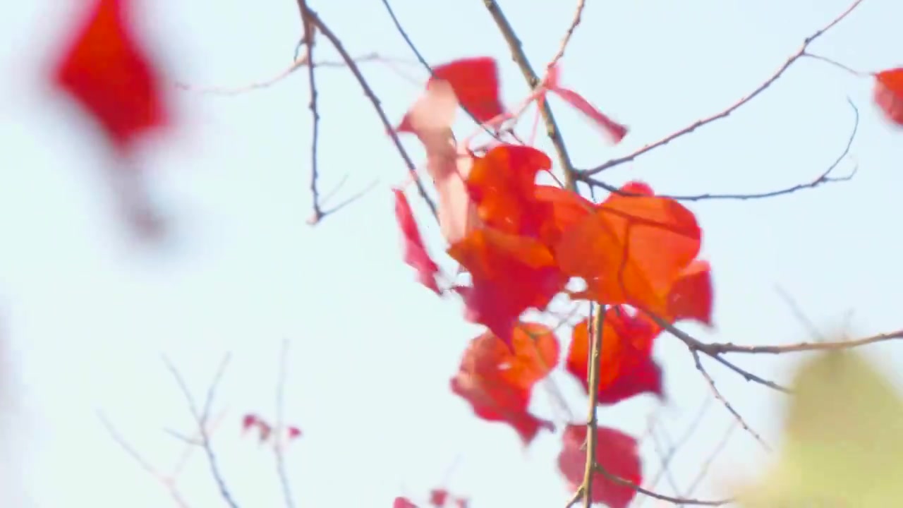 秋天的阳光穿过红叶风吹枫叶特写摇曳升格慢镜视频素材