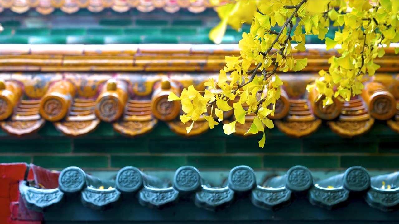 秋天雨中的故宫延禧宫银杏叶和屋檐的雨滴视频素材