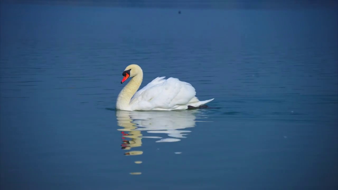 郑州北龙湖野生天鹅视频素材