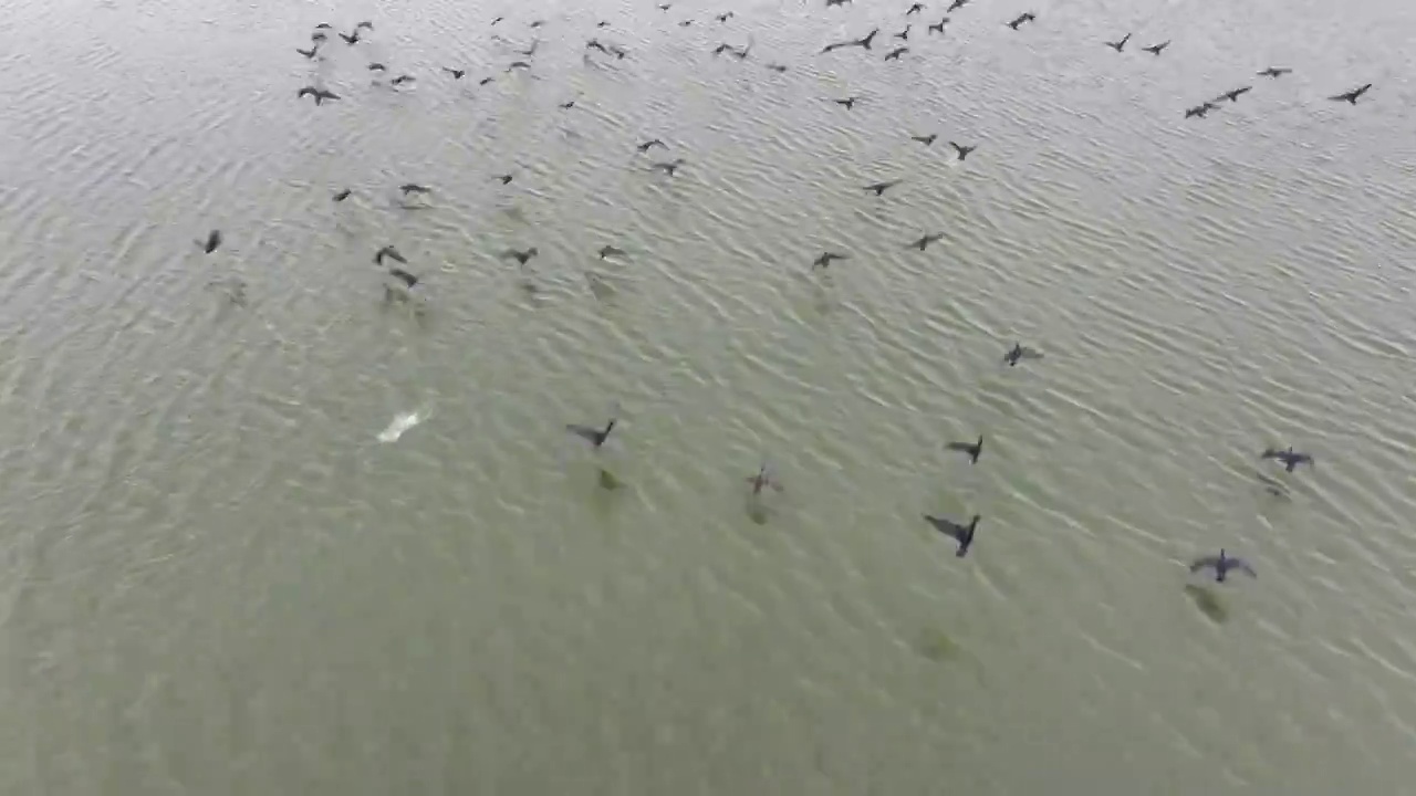 江苏盐城条子泥湿地自然生态之美视频素材