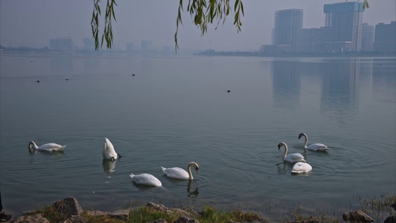 郑州北龙湖野生疣鼻天鹅视频素材