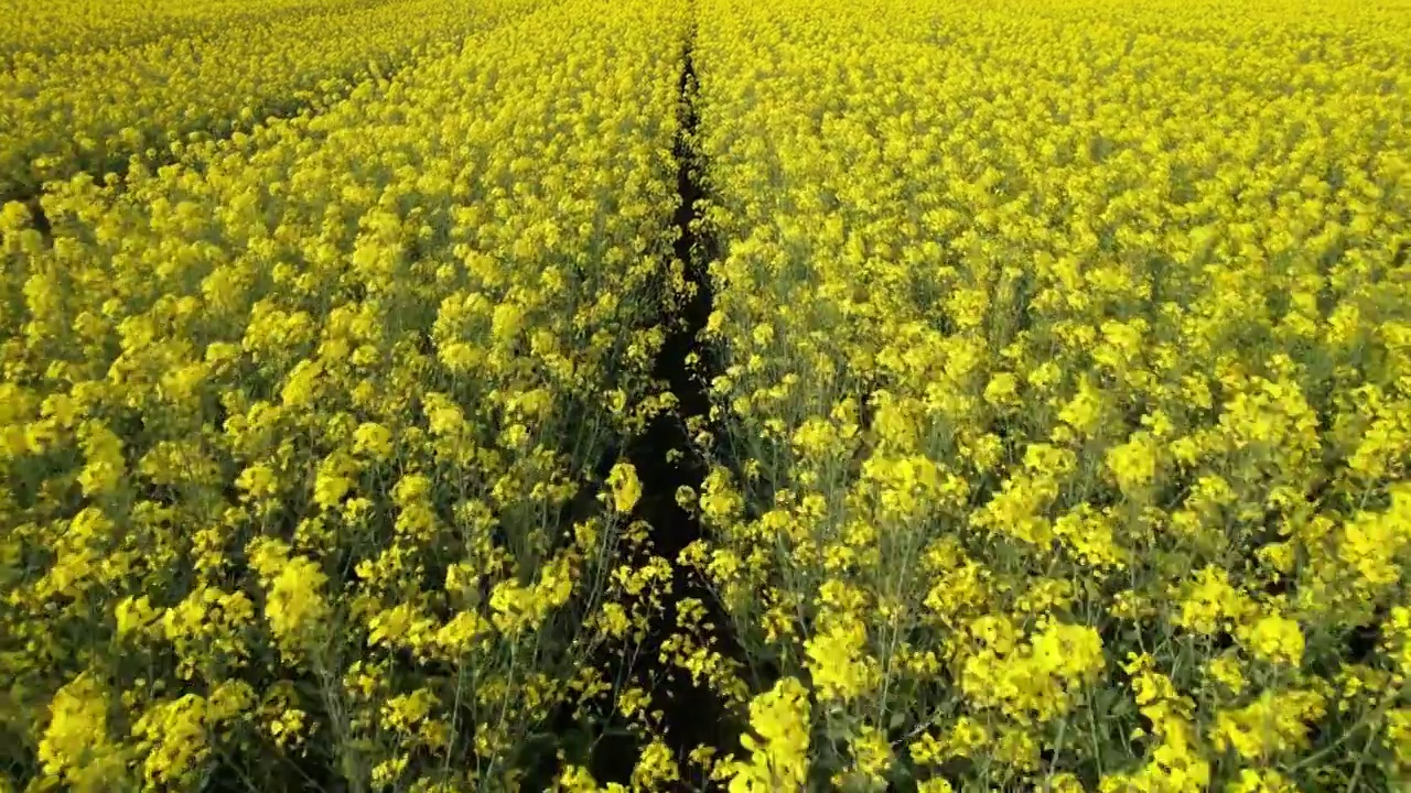 油菜花02视频下载