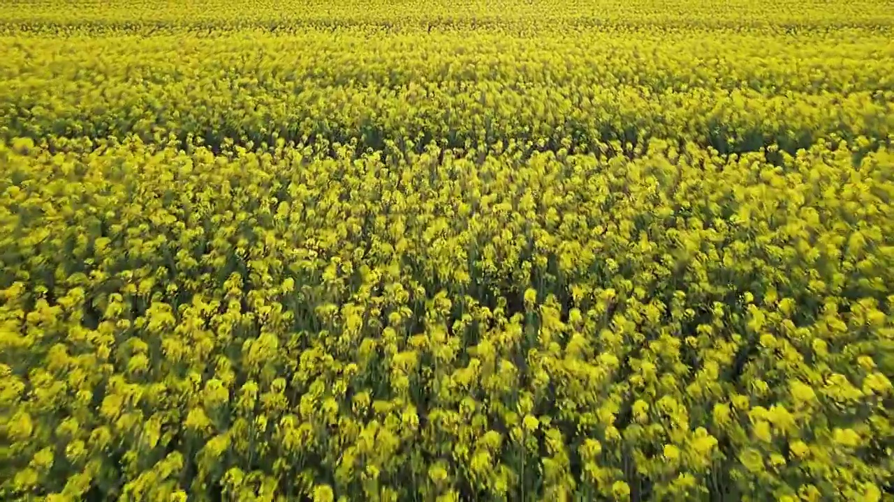 油菜花03视频素材