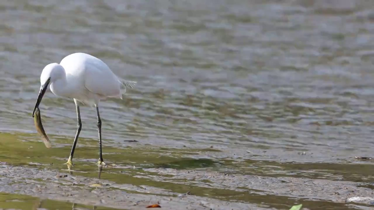 白鹭吃泥鳅视频素材