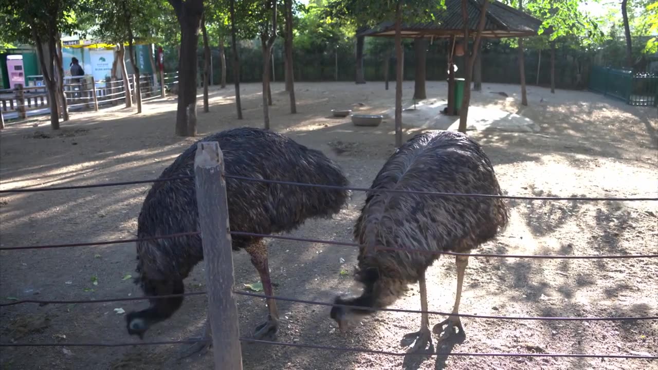 郑州动物园 鸸鹋视频素材