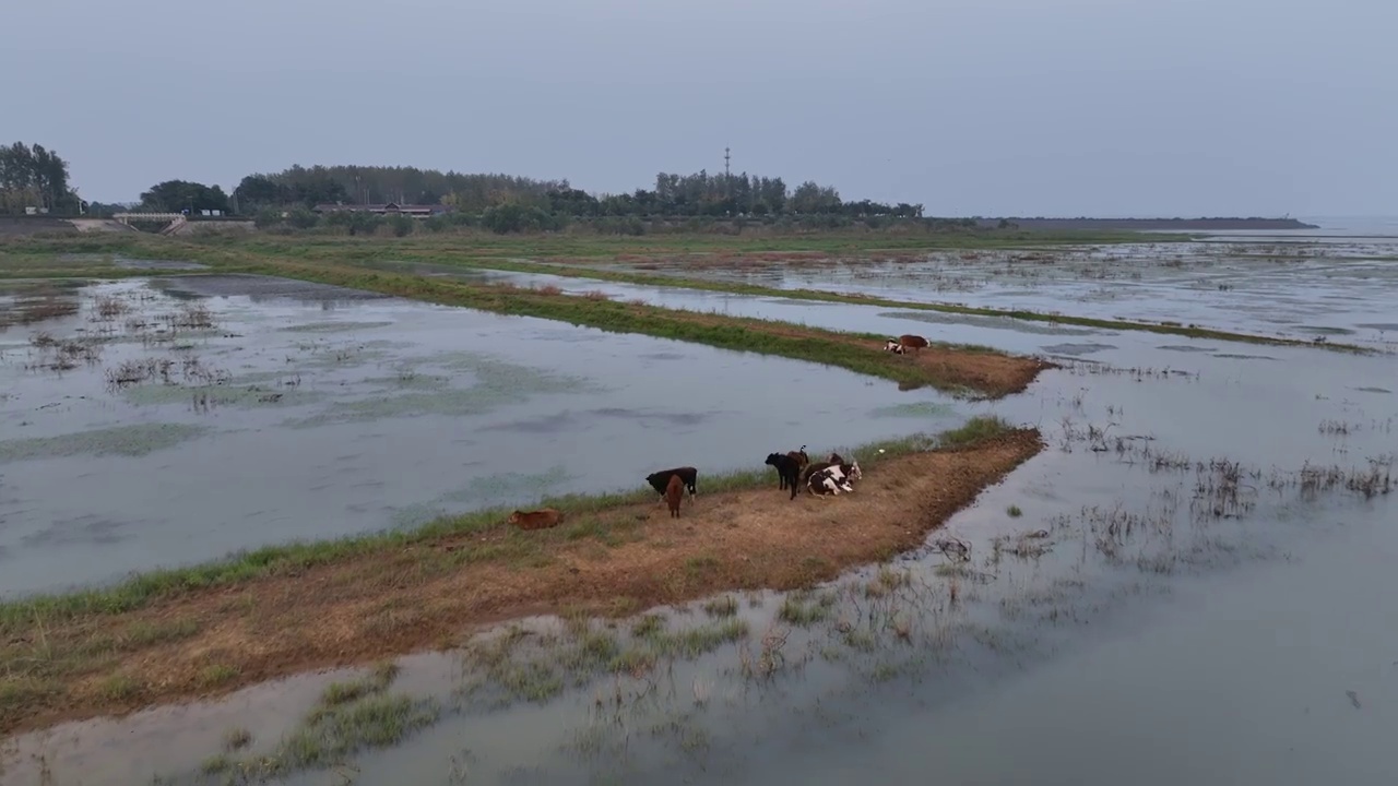 湖区湿地视频素材