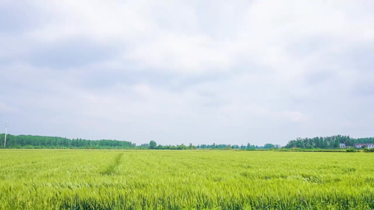 8K青色麦田云朵延时摄影视频素材