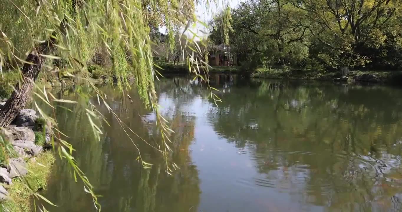 中国杭州西湖湖边柳条摇曳慢镜头视频素材