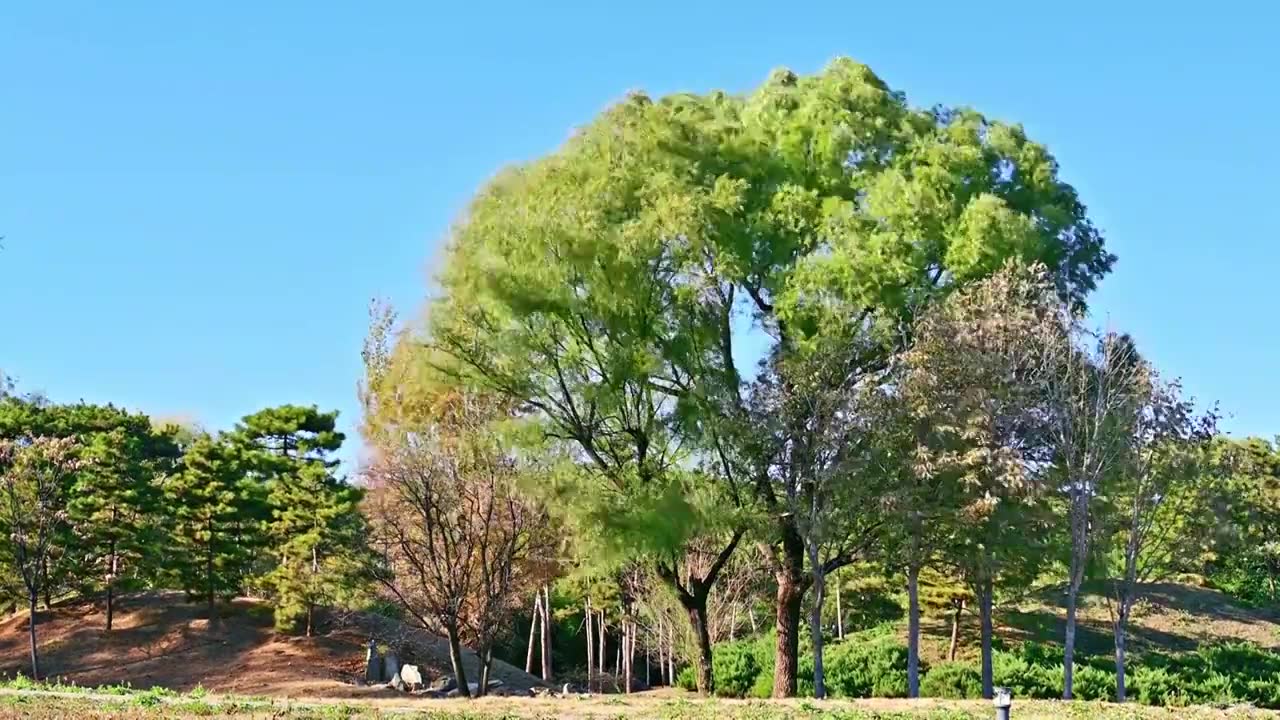 秋天刮大风树冠树叶摇动视频素材