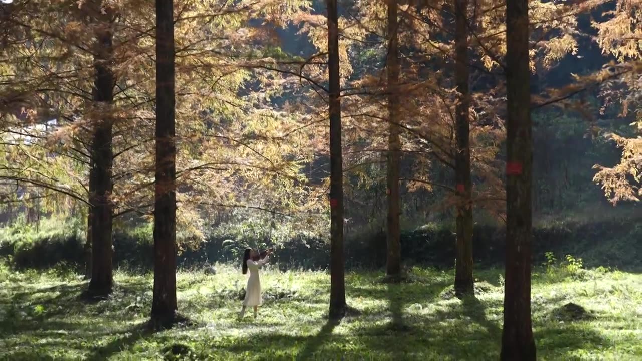 一位年轻美女在植物活化石水杉的故乡湖北利川小河水杉植物园拉小提琴视频素材