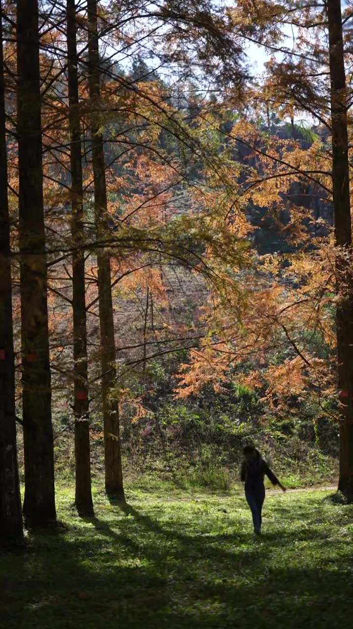 一位美丽的土家姑娘在湖北利川小河水杉植物园里游玩视频素材