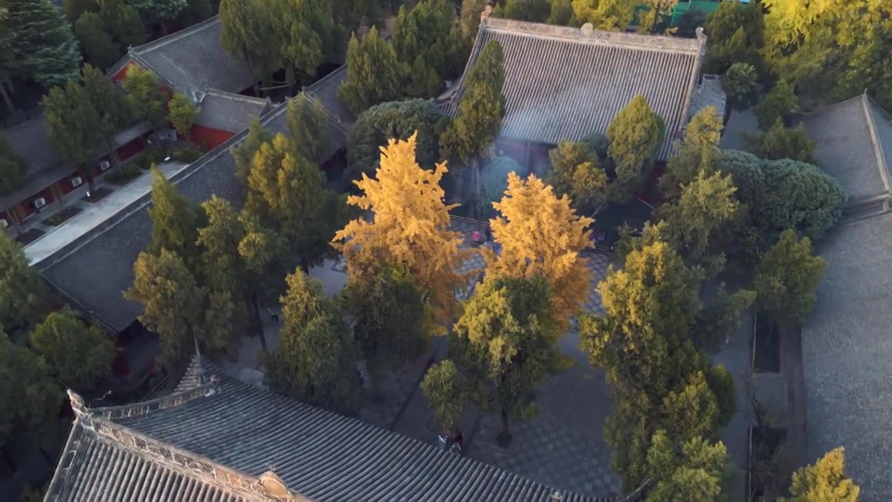 洛阳白马寺秋天银杏视频素材