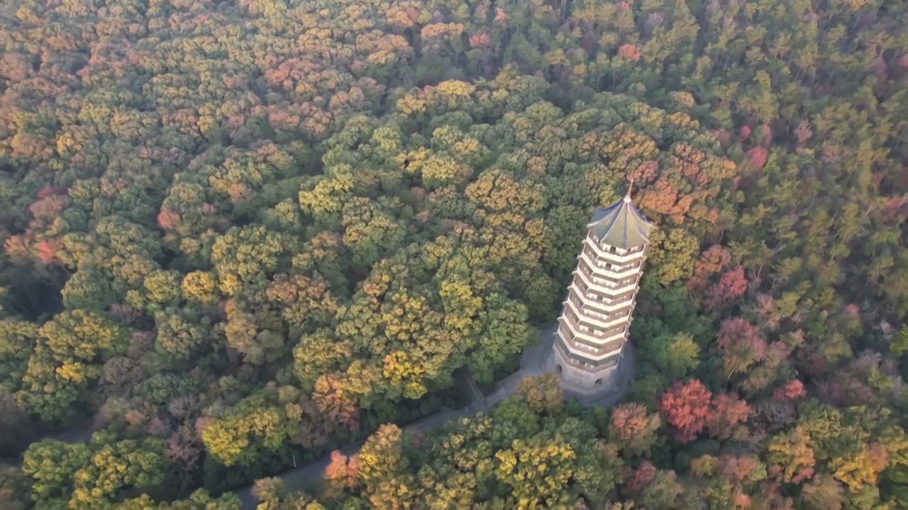 南京灵谷寺秋色视频素材