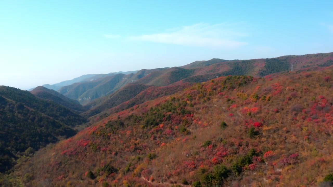 河南省郑州市登封市嵩山少林寺秋季航拍红叶视频素材