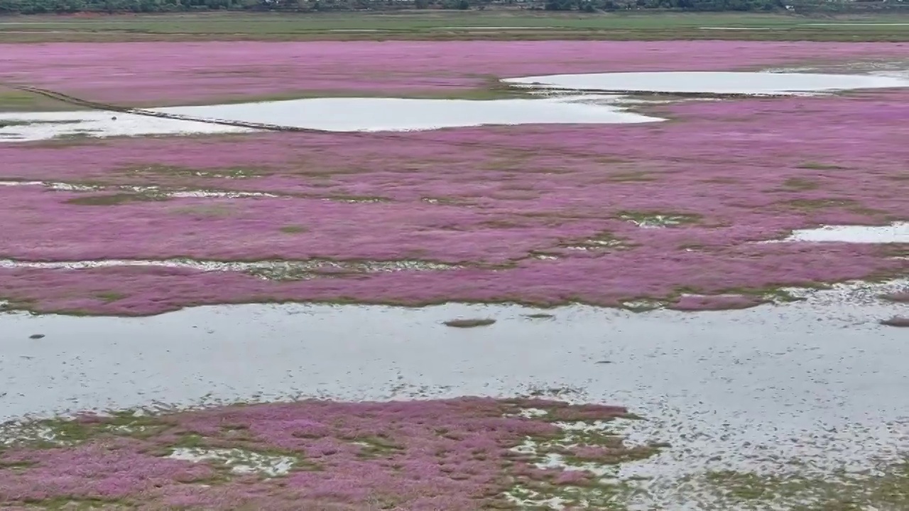 4K航拍鄱阳湖大片花海蓼子花盛开视频素材