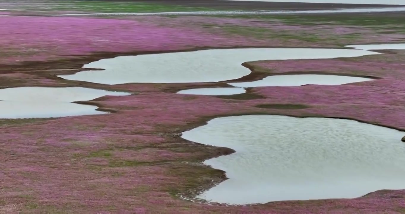 航拍江西鄱阳湖蓼子花海视频素材