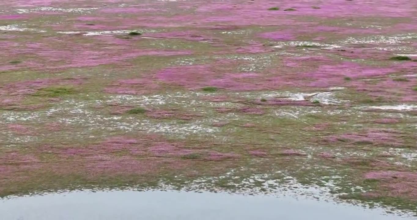 4K航拍江西鄱阳湖蓼子花海风光视频素材