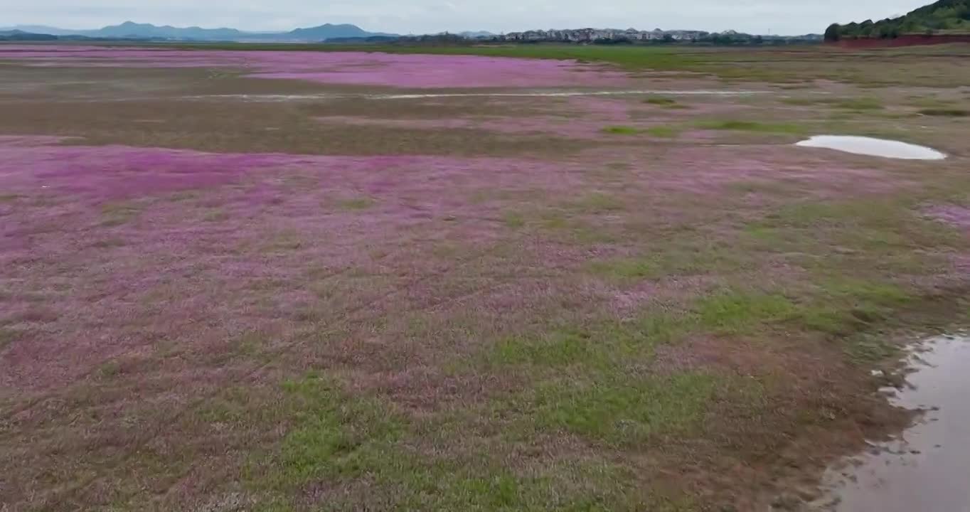 航拍江西鄱阳湖蓼子花海风光视频素材